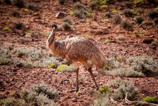 An emu in the Vulkathunha-Gammon Ranges National Park. 	This photo is not really a hiking photo. I took it through the passenger side window of my car while on the way to a hike in the Vulkathunha-Gammon Ranges National Park.