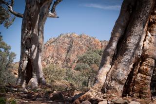 The entrance to Bunyeroo Gorge - framed by some gums