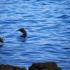 Cormorants take off into the air off the shore of Maria island.