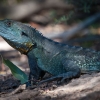 Gippsland Water Dragon. These lizards are amphibious. They live around rivers and use water as a quick escape route and they are very good swimmers. 