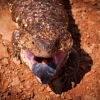 A Shingleback lizard in the desert at Arkaroola puts on a display to try and scare me off. They must be the easiest bush tucker there is. Big, ungainly and slow moving, their only defense is tongue pointing.